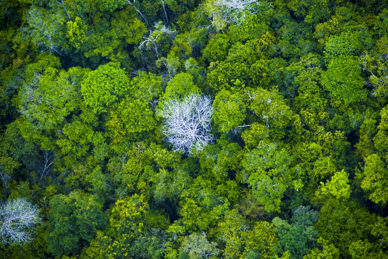 Floresta Amazônica