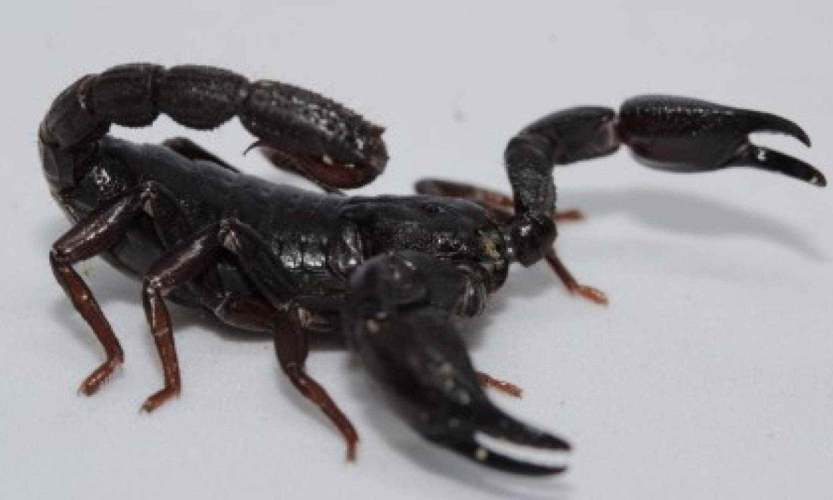 Escorpião da espécie Brotheas amazonicus em um fundo branco