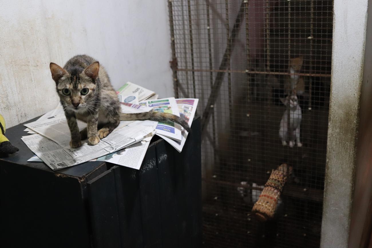 Um gato abandonado