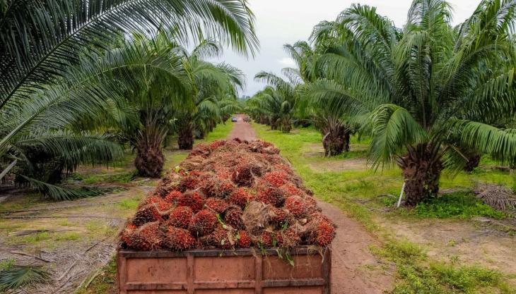 Foto: Edivaldo Sodré / Ag. Pará