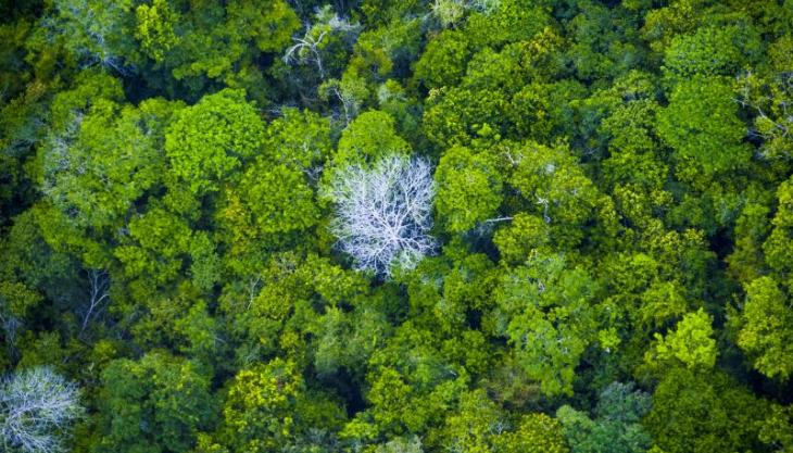 Foto: Pedro Guerreiro / Ag. Pará