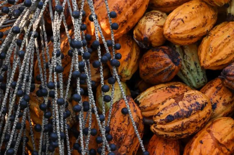 Foto: Pedro Guerreiro/Ag Pará