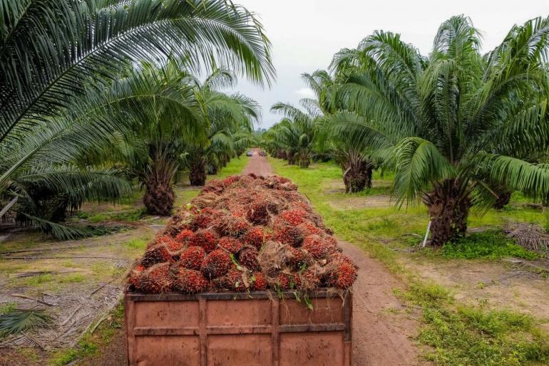 Foto: Edivaldo Sodré / Ag. Pará
