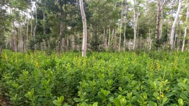 uma floresta 