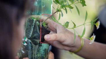 mão segurando uma muda de planta 