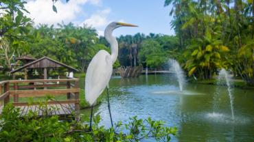 imagem de uma garça em um parque ambiental 