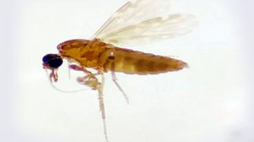 imagem de um mosquito 