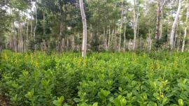 uma floresta 