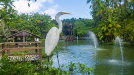imagem de uma garça em um parque ambiental 