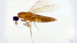imagem de um mosquito 