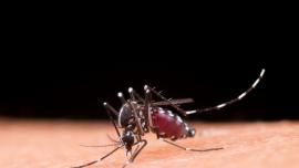 Foto mostra um mosquito Aedes aegypti picando uma pessoa.