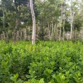 uma floresta 