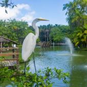 imagem de uma garça em um parque ambiental 