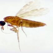 imagem de um mosquito 