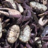 Foto: Pedro Guerreiro / Ag. Pará